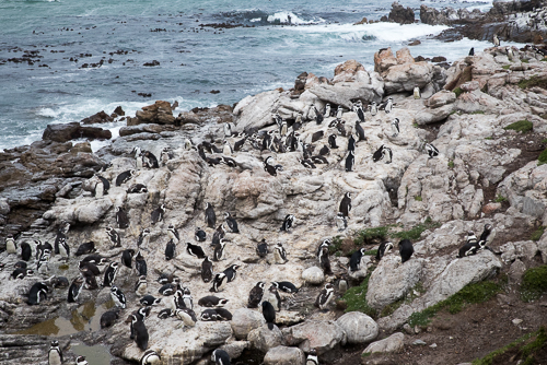 African_Penguins_and_chicks_500.jpg