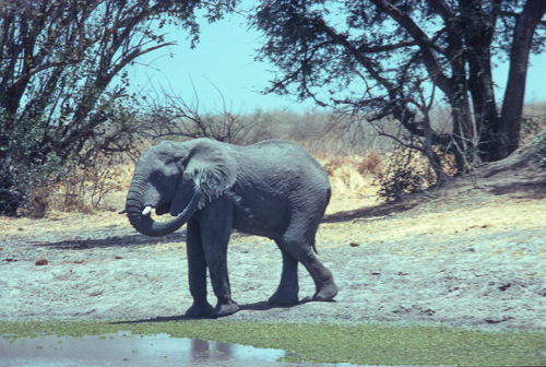 Elephant_washes_at_waterhole.jpg