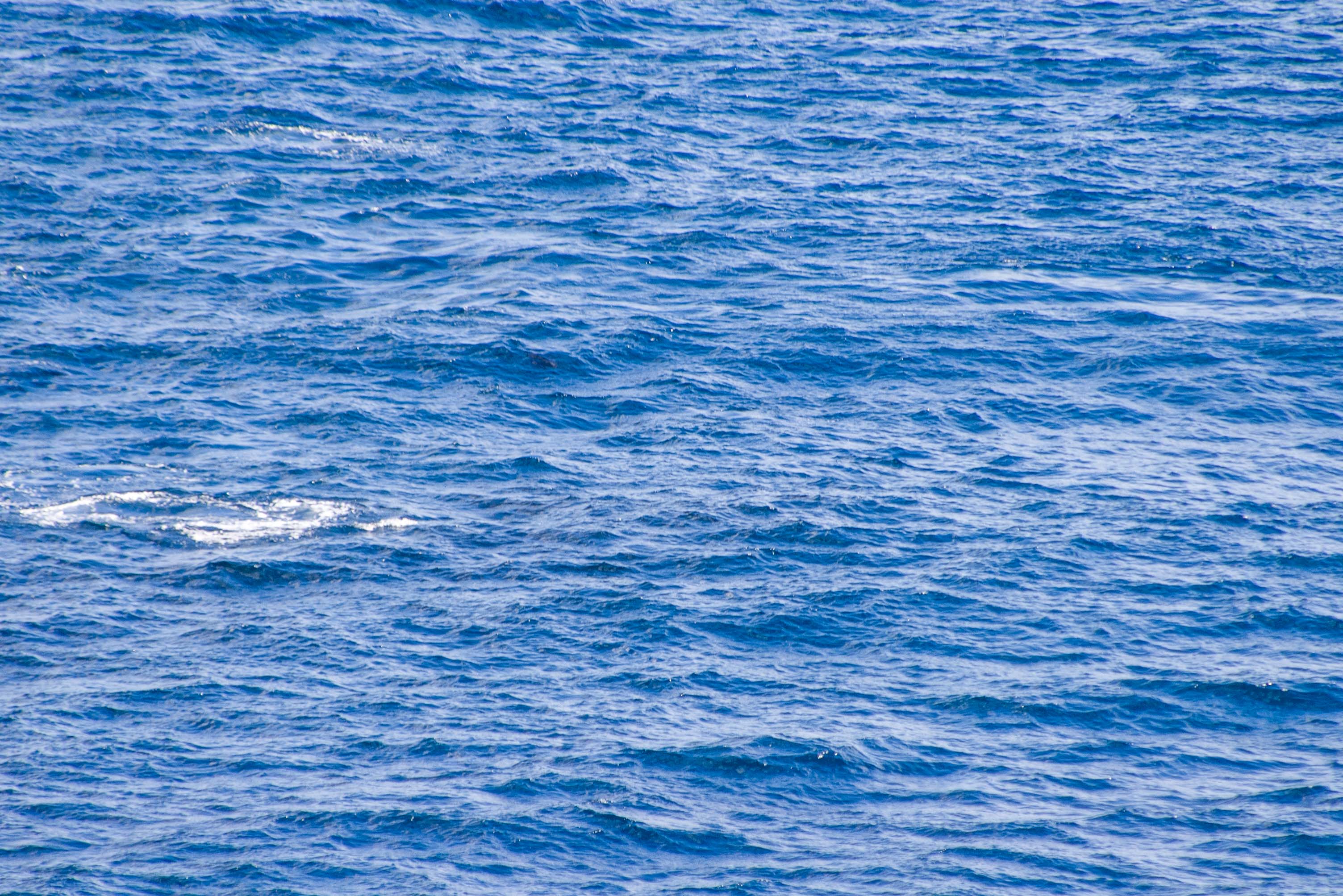 Minke Whale 4181