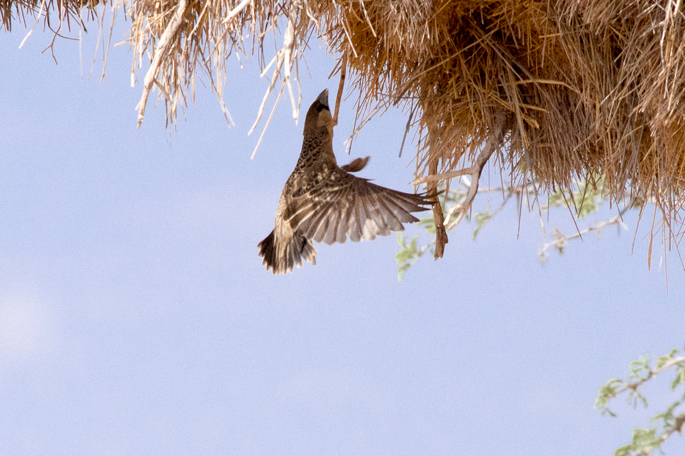 Sociable_weaver_flying_up_into_its_nest_final_approach_1m.jpg